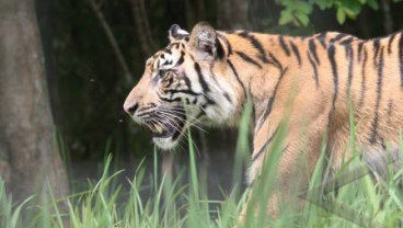 Harimau Gunung Leuser Mulai Cari Mangsa Ke Pemukiman