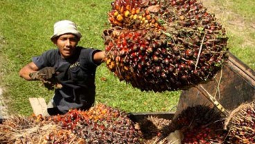 Terpengaruh Musim Hujan, Harga TBS Riau Turun