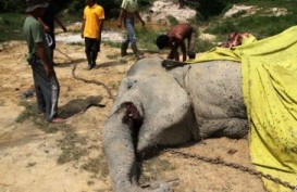 Gajah Berkalung GPS Ditemukan Mati di Riau