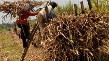 PRODUKSI GULA: Produksi Turun, Kok Bisa Stok di Dalam Negeri Melimpah?