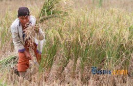 PRODUKSI PADI ACEH: Mentan Targetkan 2,7 Juta Tahun Depan