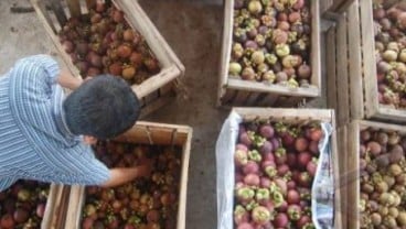 Produk Hortikultura, Solok Selatan Ditetapkan Sebagai Sentra Produksi Manggis