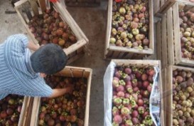 Produk Hortikultura, Solok Selatan Ditetapkan Sebagai Sentra Produksi Manggis