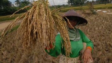 SWASEMBADA PANGAN: Sumbar Tak Sanggup Lagi Cetak Sawah Baru