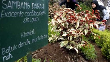 Pasar Obat Herbal Tumbuh 14%