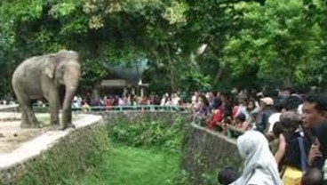 Hingga Akhir Tahun, Pengunjung Ragunan Ditargetkan Capai 4 Juta Orang