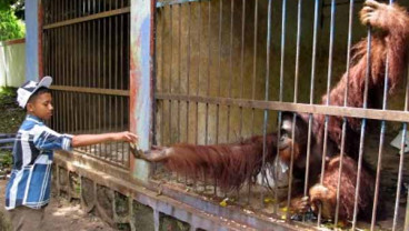 Ini Hiburan Akhir Tahun Baru Dan Natal Yang Disiapkan Kebun Binatang Ragunan