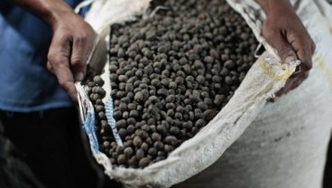 KOPI ROBUSTA (12 Desember): Awal Dagang Rebound 0,57%