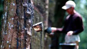 40.000 Ha Kebun Karet Sumsel Sudah Tua