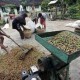 Harga Kopi Petani di Lampung Turun