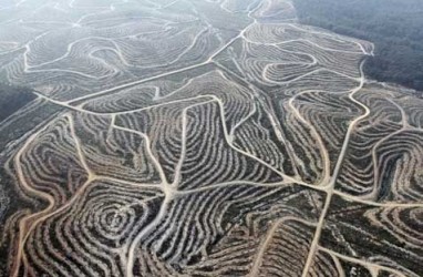 Menteri Kehutanan Didesak Setop Pembukaan Hutan Untuk Perkebunan Sawit