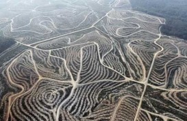 Menteri Kehutanan Didesak Setop Pembukaan Hutan Untuk Perkebunan Sawit