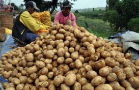 Komoditas Sayuran: Kabupaten Batang Tembus Pasar Ekspor