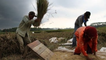 ALIH FUNGSI LAHAN: Sawah di Cimahi Tinggal 600 Ha