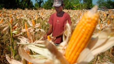 PUSRI Kembangkan Benih Jagung Unggulan Varietas Bima 16