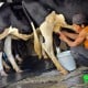 PRODUKSI SUSU: Tahun Depan Peternak Kota Batu Dapat Bantuan Sapi Perah