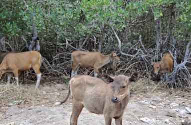 SAPI POTONG: NTT Kurangi Pengiriman Sapi Hidup ke Luar Daerah