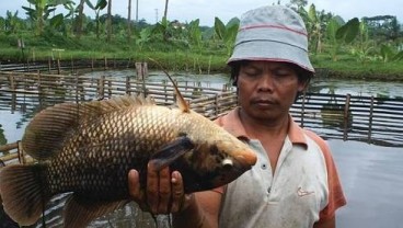 Jabar Targetkan Produksi Ikan Tawar 800.000 Ton