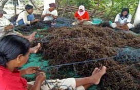 Komoditas Perikanan dan Kelautan, NTB Ekspor Rumput Laut ke Vietnam