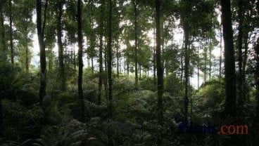 MORATORIUM KAWASAN HUTAN: Areal Penangguhan Izin Terus Berkurang