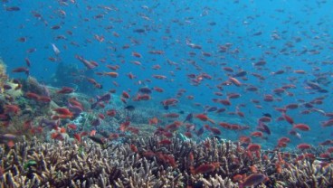 Inilah 42 Lokasi Diving di Alor