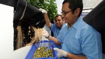 Komoditas Hortikultura, Ewindo Perkenalkan Umbi Benih Kentang