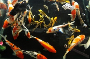 Potensi Ikan Hias Tidak Dioptimalkan, Ini Kendalanya