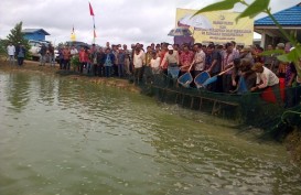 Ikan Patin dari Banjar Siap Meluncur ke Pasar Global