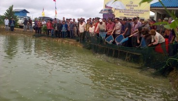 Ikan Patin dari Banjar Siap Meluncur ke Pasar Global