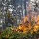 Kerusakan Hutan, Biaya Pemulihan di Jambi Sekitar Rp15,8 Triliun