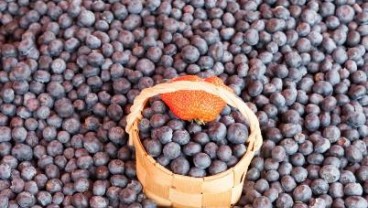 Ini Beragam Manfaat Buah Blueberry untuk Kesehatan