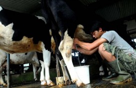 Bisnis Pengolahan Susu yang Terintegrasi Masih Minim