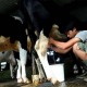 Bisnis Pengolahan Susu yang Terintegrasi Masih Minim