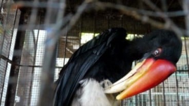 BURUNG ENGGANG: Wuih! Selembar Bulunya Dihargai Rp250.000