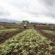 LAHAN PERTANIAN: Pengaturan Tata Ruang di Jabar Belum Jelas