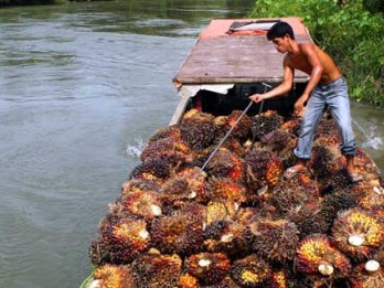 Harga TBS Riau Merangkak Naik