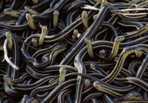 Desa Ini Jadi Basis Produksi Kulit Ular untuk Barang Mewah