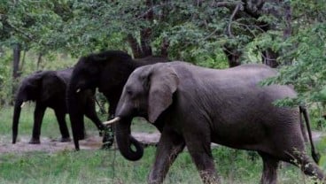 Penyelundup Gading Gajah Skala Besar Berhasil Ditangkap