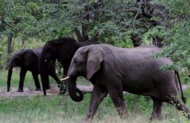 Penyelundup Gading Gajah Skala Besar Berhasil Ditangkap