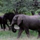 Penyelundup Gading Gajah Skala Besar Berhasil Ditangkap