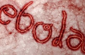 Korban Tewas Akibat Virus Ebola Capai 7.588 Orang