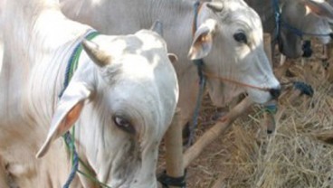 PELUANG USAHA: Ini Rincian Bisnis Peternakan Sapi