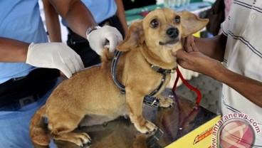 8 Orang Tewas Digigit Anjing, Kalbar Bisa Berstatus Kejadian Luar Biasa Virus Rabies