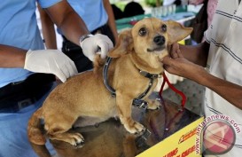 8 Orang Tewas Digigit Anjing, Kalbar Bisa Berstatus Kejadian Luar Biasa Virus Rabies