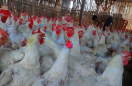 INDUSTRI PERUNGGASAN: Peternak Lokal Desak Impor Bahan Baku Ayam Olahan Disetop