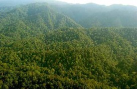 3.315 Rumah Tangga di Riau Tinggal di Kawasan Hutan