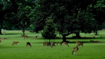 3 Tips Agar Tetap Nyaman Berkunjung ke Kebun Raya Bogor di Bawah Guyuran Hujan