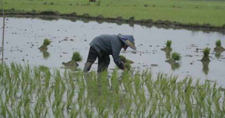 Petani menanam padi di sawah. /