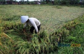 Kalimantan Timur Akan Bangun Irigasi 48.500 Hektare