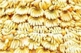 Wah, Indonesia Produsen Pisang Terbesar ke-6 Dunia